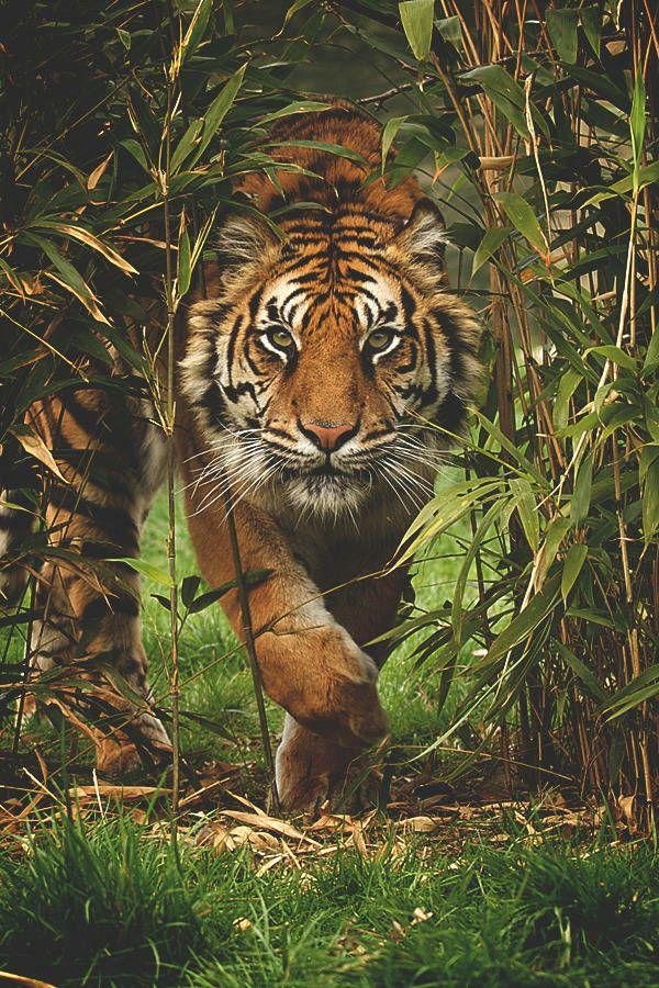 老虎很牛逼,牛逼到每次去动物园看老虎就想对武松跪拜