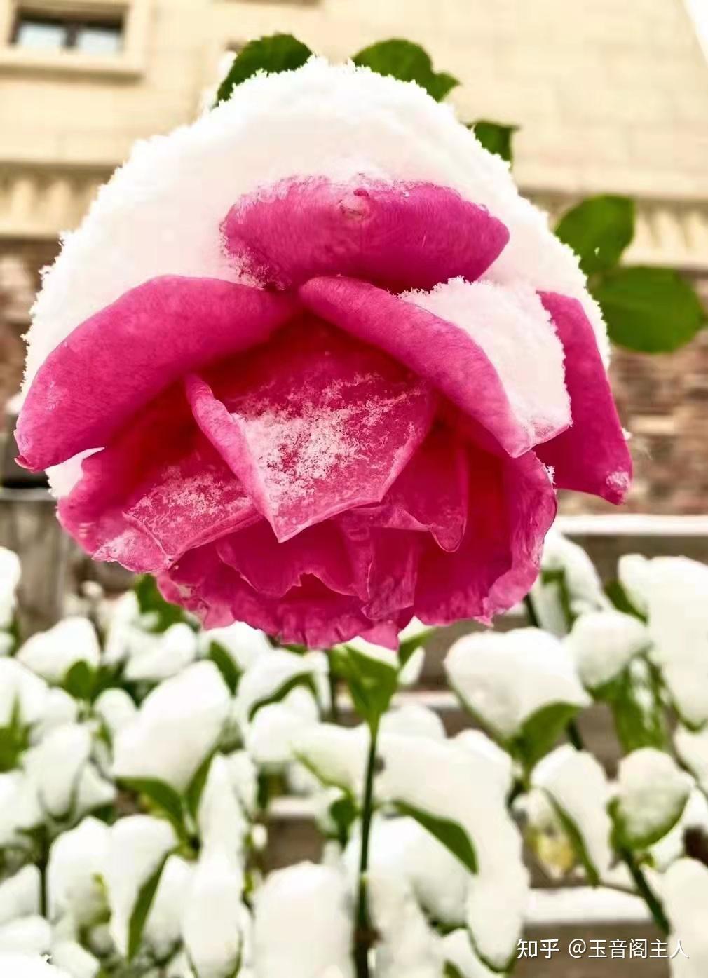 我心是一朵雪中玫瑰朱剑玮