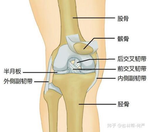 前叉韧带重建患者在家如何康复训练?