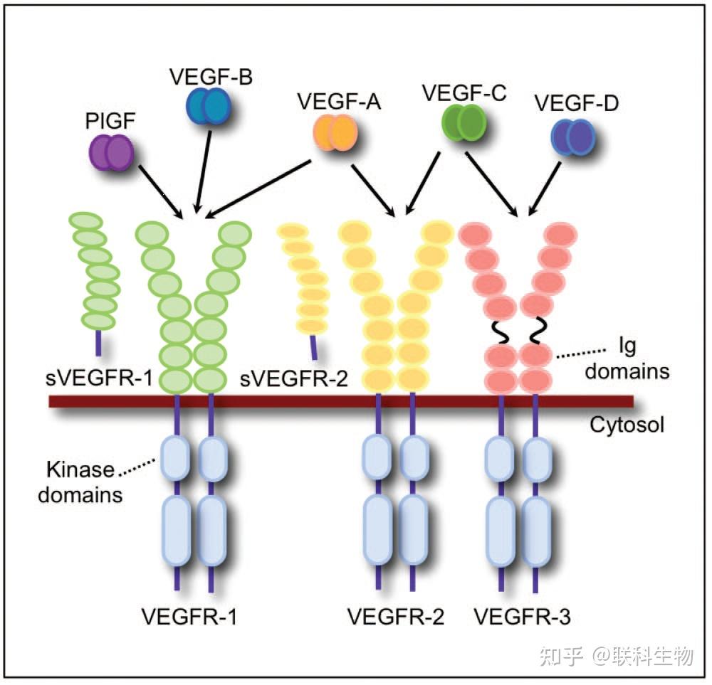 elisa系列vegf超家族