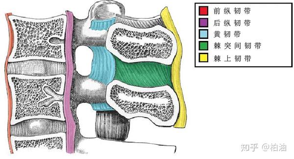 脊椎被一个复杂的韧带系统加固