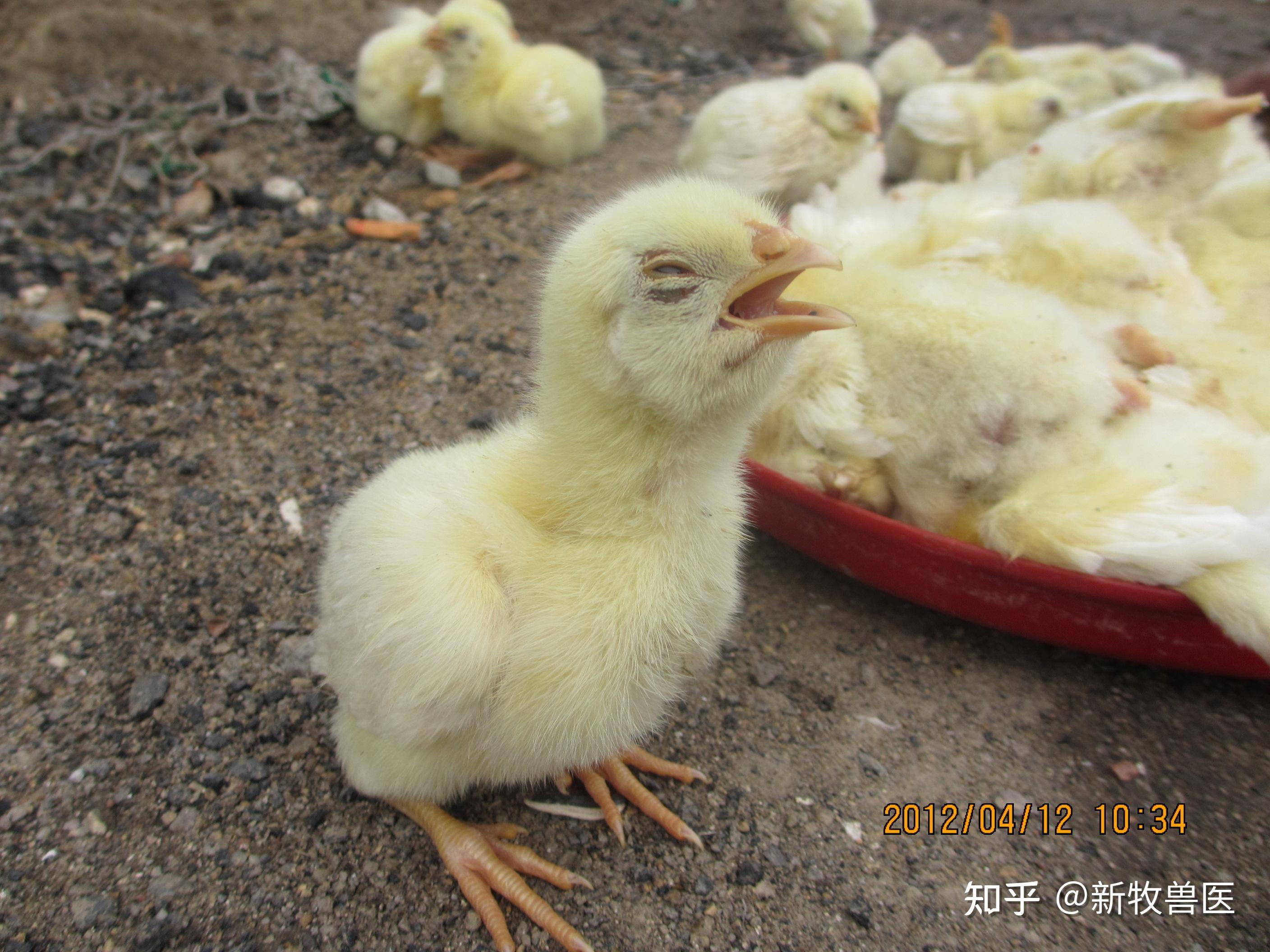 小鸡张口喘是怎么回事小鸡呼吸困难用什么鸡伸颈张嘴呼吸怎么办