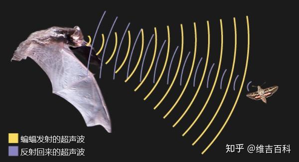 蝙蝠使用超声波,在全黑暗环境里自由飞行捕食.