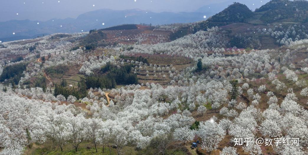 风吹梨花飘如雪化作素泥待来春