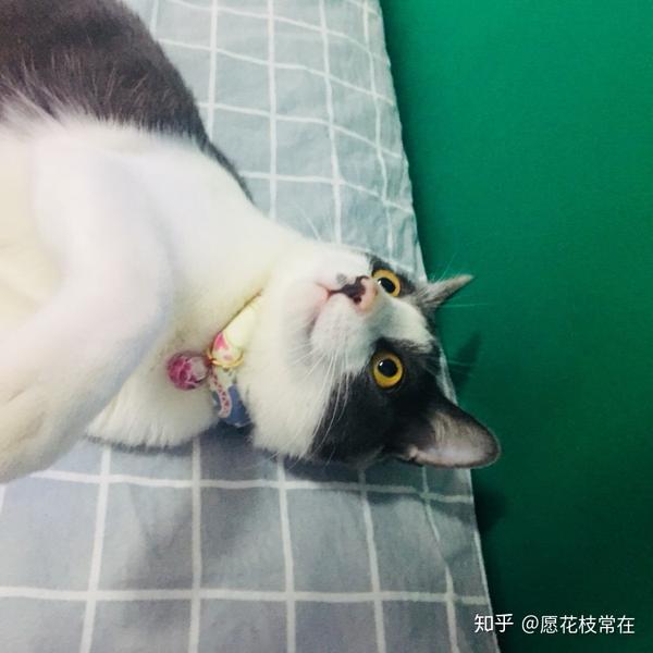养一只灰色土猫(不是狸花猫)是一种什么样的体验?