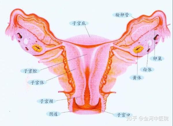 子宫,输卵管和卵巢为怀孕都起着什么样的作用
