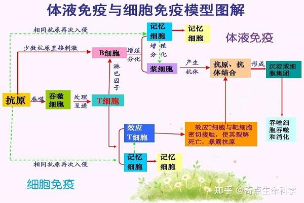 奇点干细胞讲解细胞和免疫发展史免疫学简史