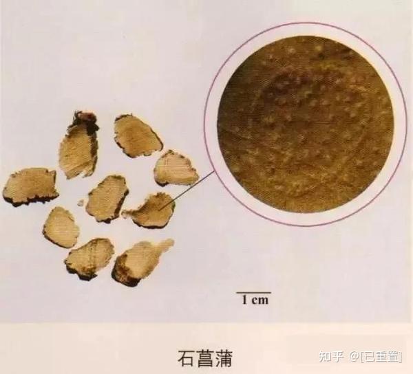 石菖蒲:质硬脆,折断面纤维性,类白色或微红色,横切面内皮层环明显