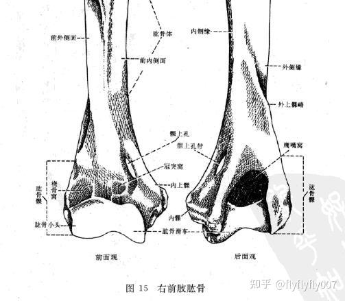 为什么说北美中新世发现的巨大肱骨是猫科