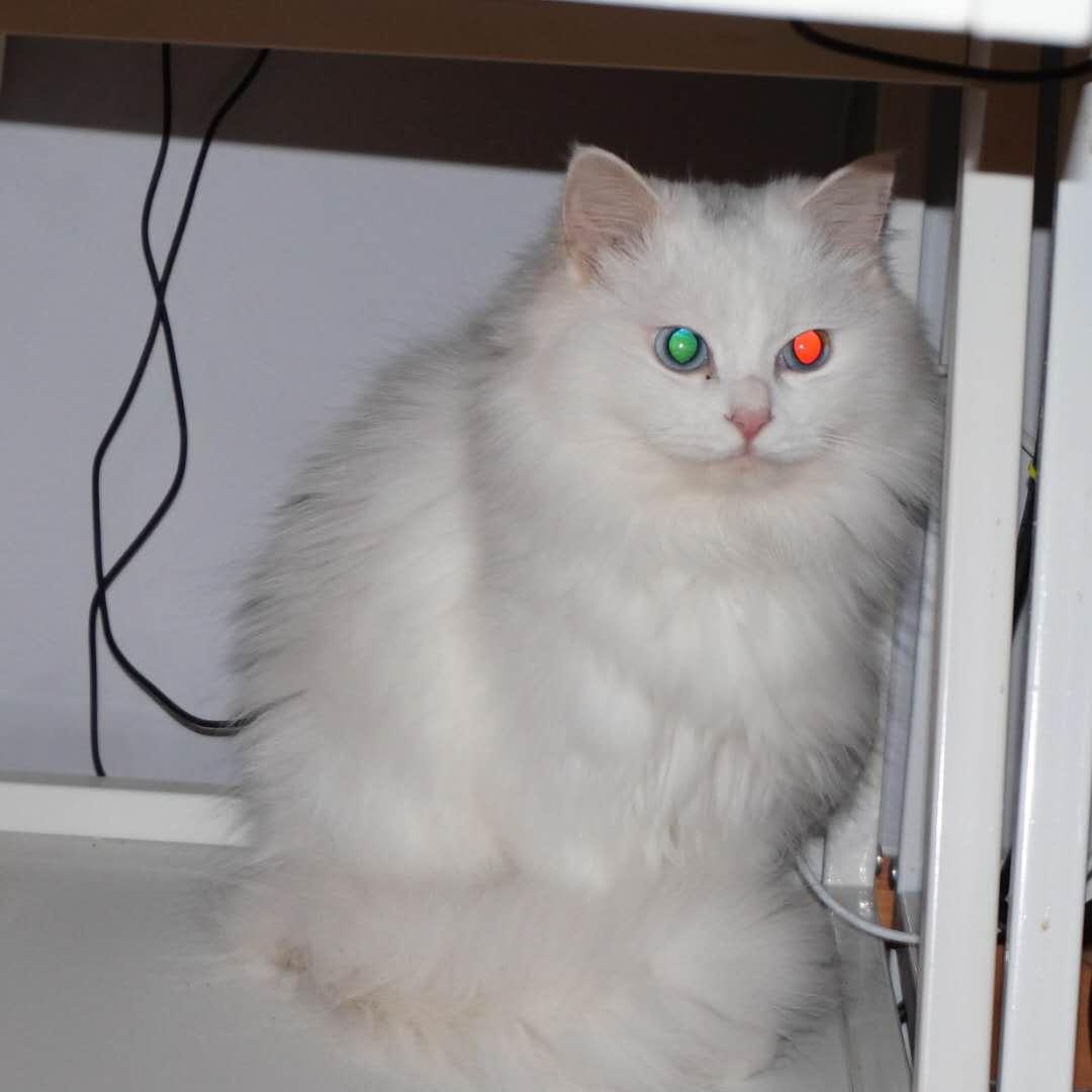 猫的眼睛为什么会发出绿光?