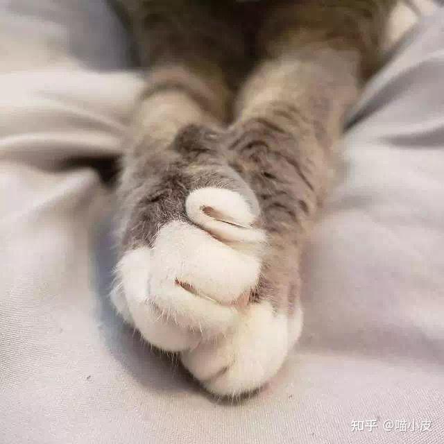 猫咪乱磨爪子怎么办