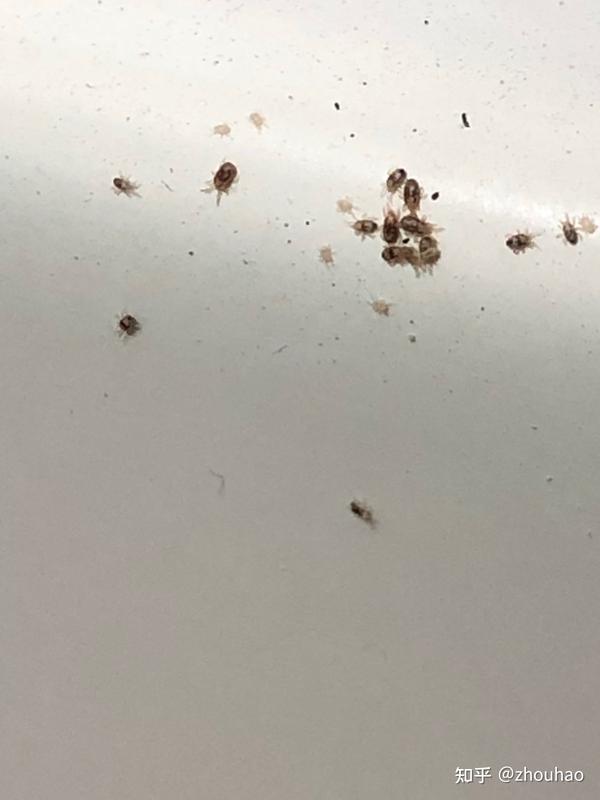 这个小虫子是烟草甲嘛