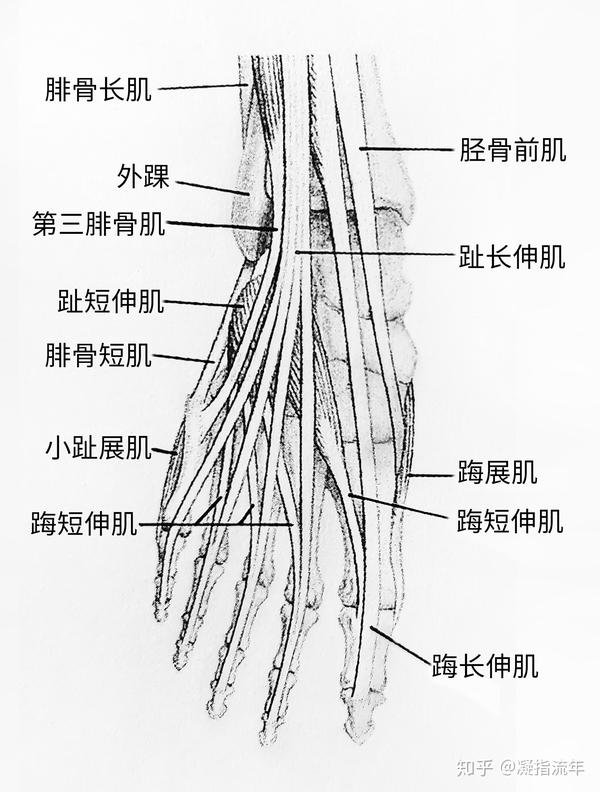 坚持学画人体结构之肌肉部分小腿和足