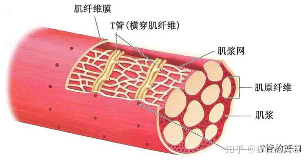 单个肌纤维的形态