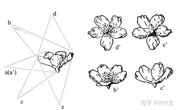 桃花透视图