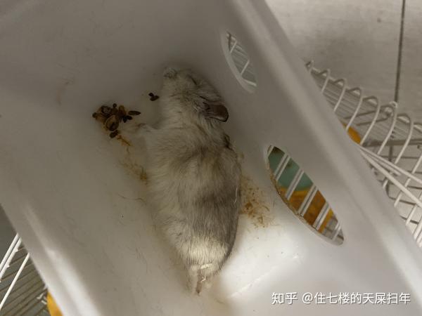 仓鼠很健康 为什么突然就死了