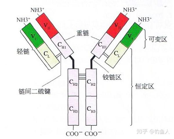 每条链又由可变区(v区)和恒定区(c区)构成