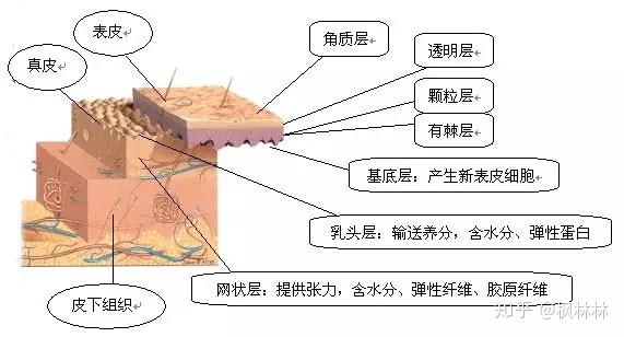 角质层受损→产生 细小干纹.