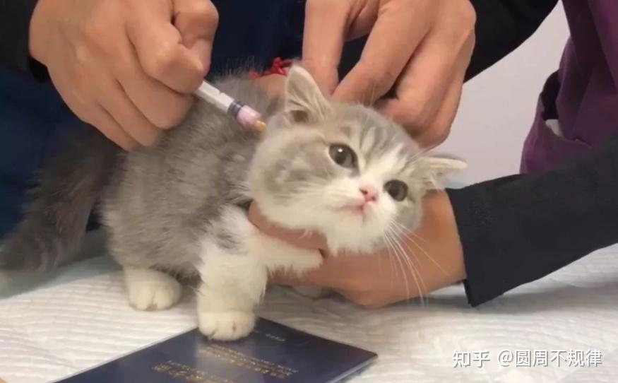 猫咪的疫苗和驱虫是养猫必不可缺的事情,不要以为猫咪在家待着又干净