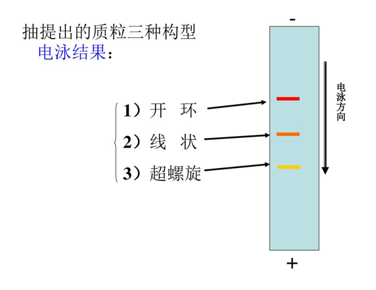 分子实验查漏补缺系列dna分离定量