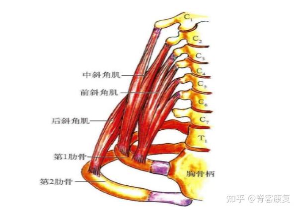 前斜角肌起于第3～6颈椎的横突.止于第1肋骨内缘的斜角肌结节.