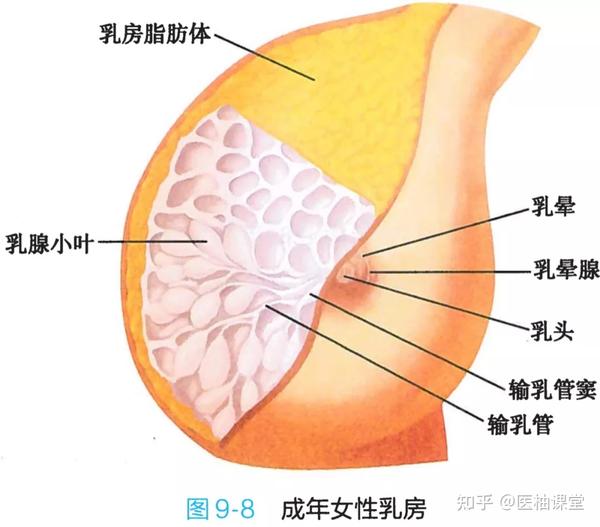 8. 成年女性乳房