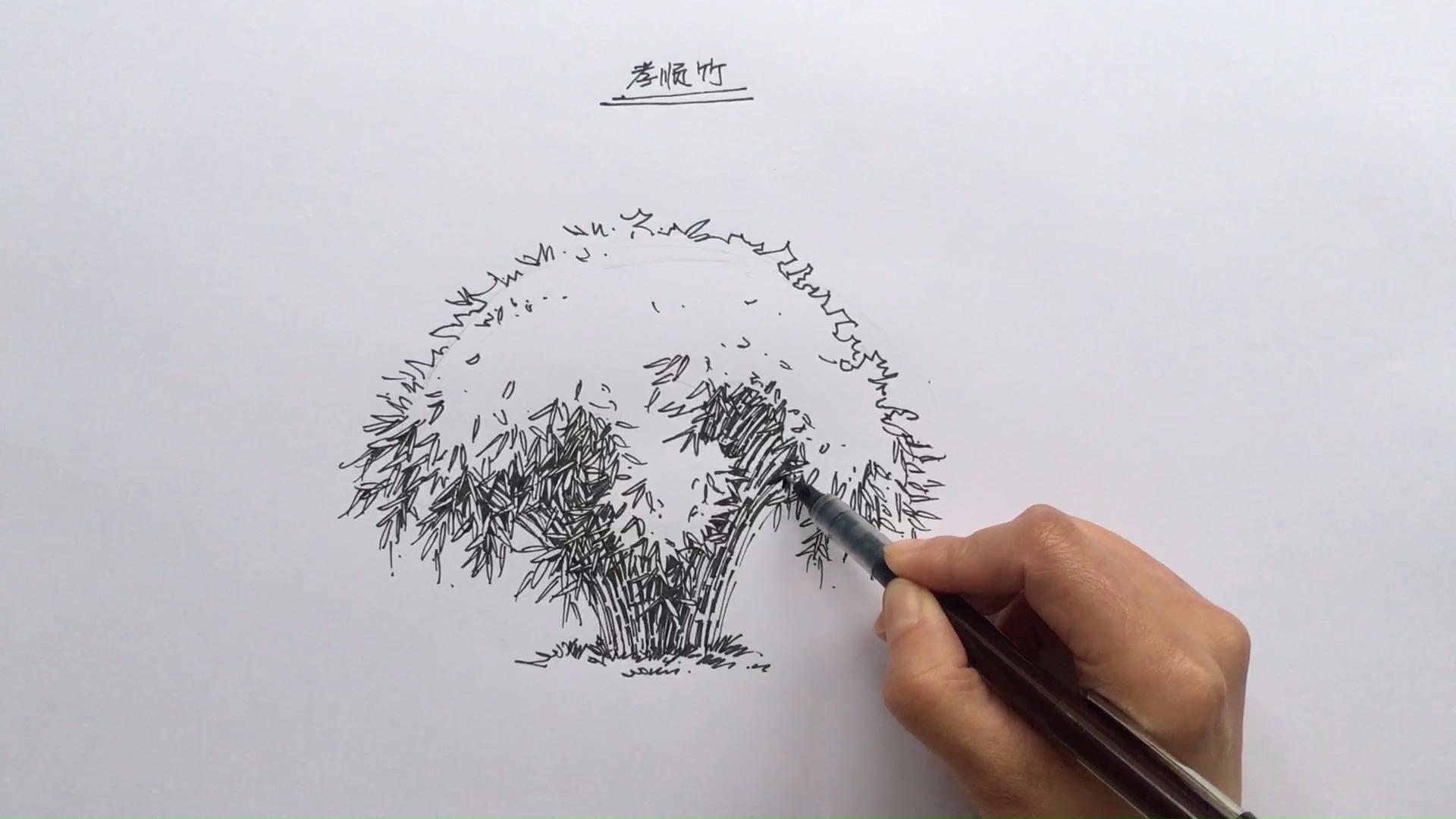 植物篇:慈孝竹的画法