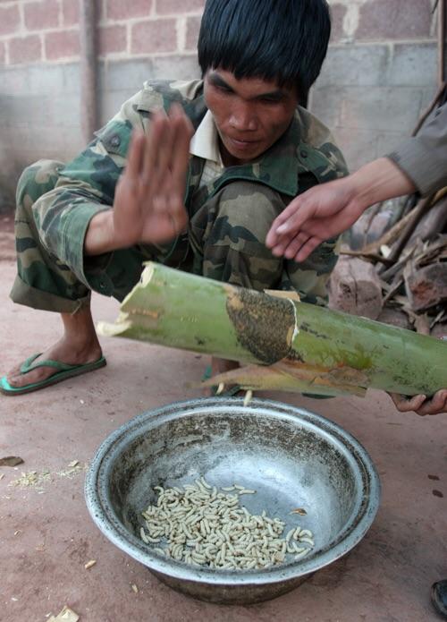 小高能预警 云南名菜—竹虫 真的是竹子里的虫子,以啃食竹子为食