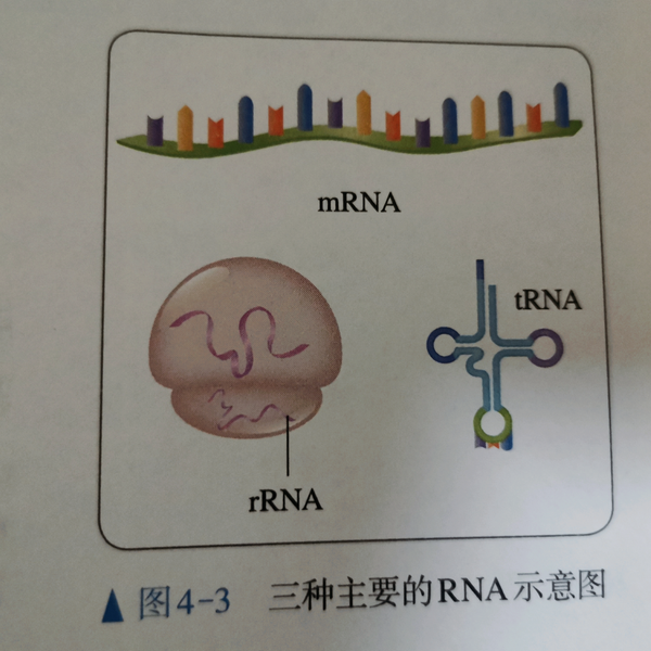 32,mrna,trna,rrna:mrna叫信使rna,此外还有转运rna,也叫trna,以及