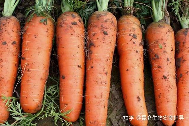 胡萝卜适合施什么肥料胡萝卜壮根肥哪个好胡萝卜促花保果根茎块膨大剂