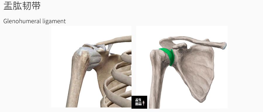 肩关节肌骨解剖学盂肱关节静态稳定韧带