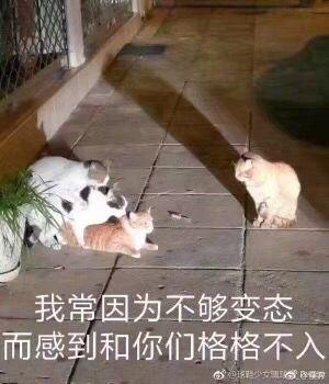 大家都有哪些沙雕猫的表情包哇?