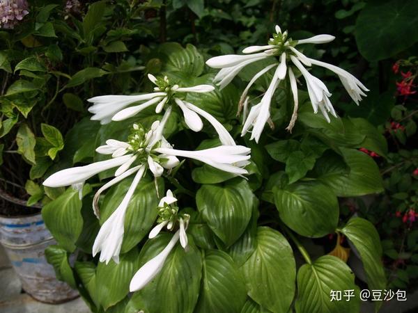常见开白花植物
