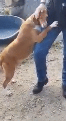 一人一狗就这样互动着,记者越摸,狗狗抱得越紧,最后根本就是分不开啦