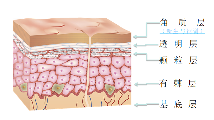 这些年我们都有的皮肤你真的了解嘛