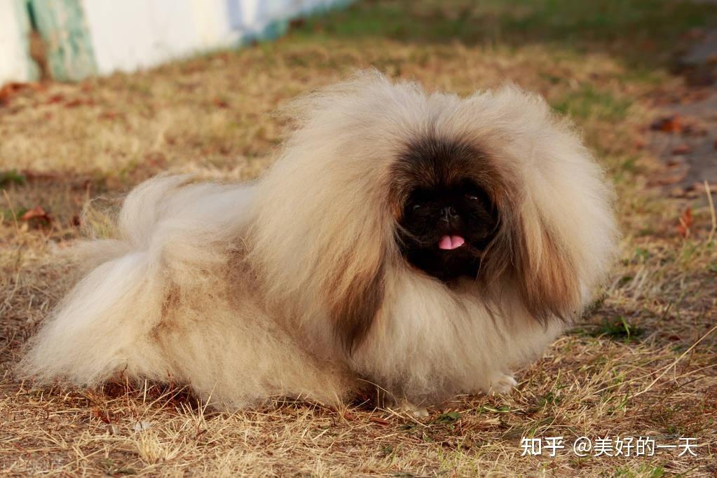 7,北京犬