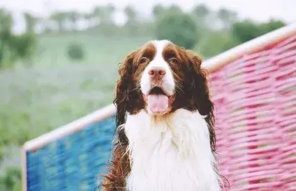 威尔士史宾格犬是活跃的犬,表现忠诚和举止充满感情.