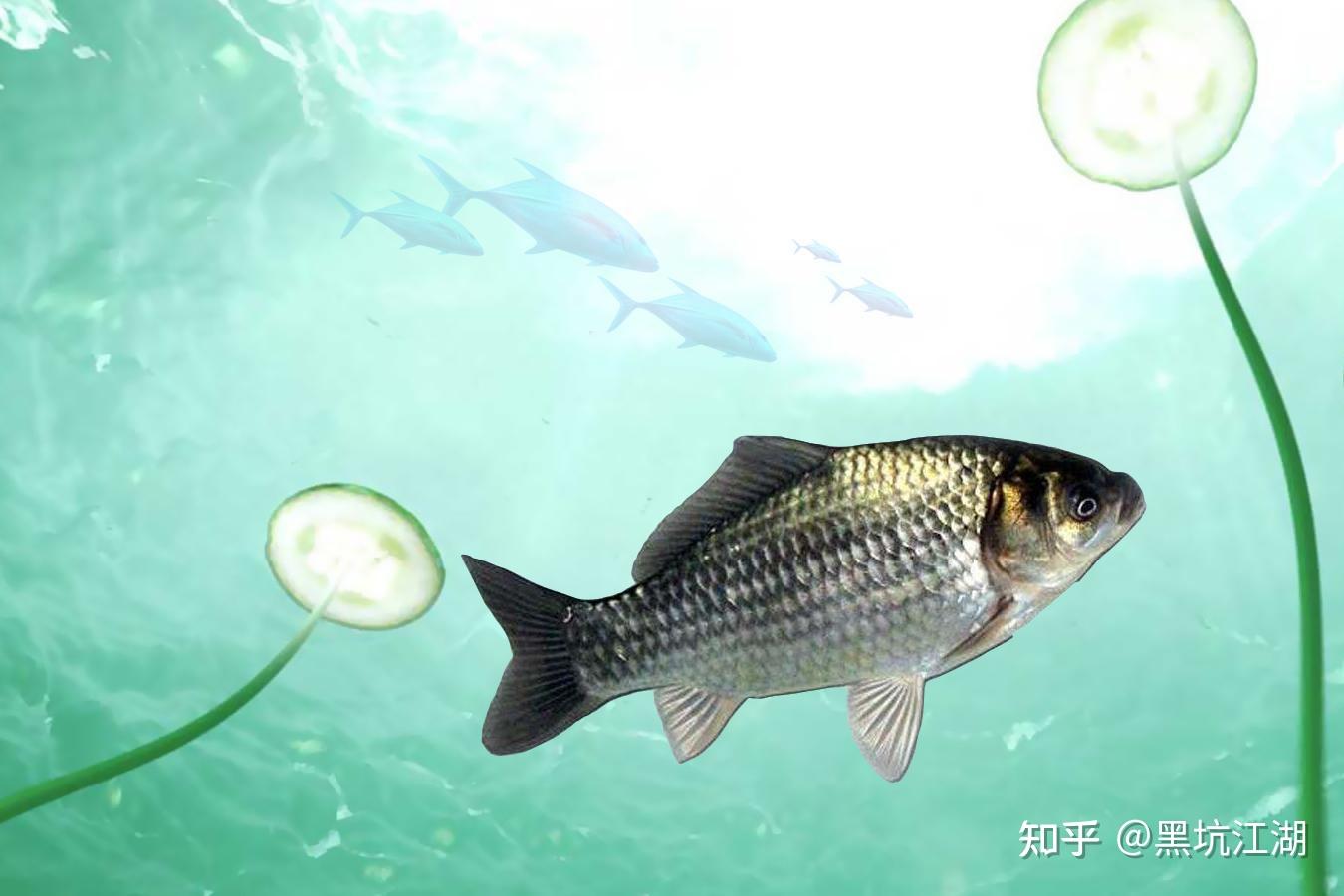 鲫鱼喜欢吃什么食物鲫鱼喜欢多少度的水温鲫鱼的各种生活习性