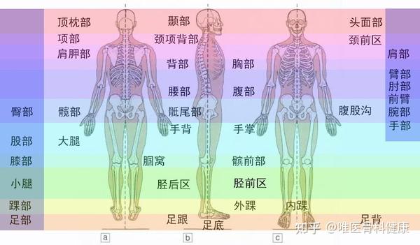 四肢也有如下分区: 上肢由上到下分别是肩,臂,肘,前臂,腕部和手部.