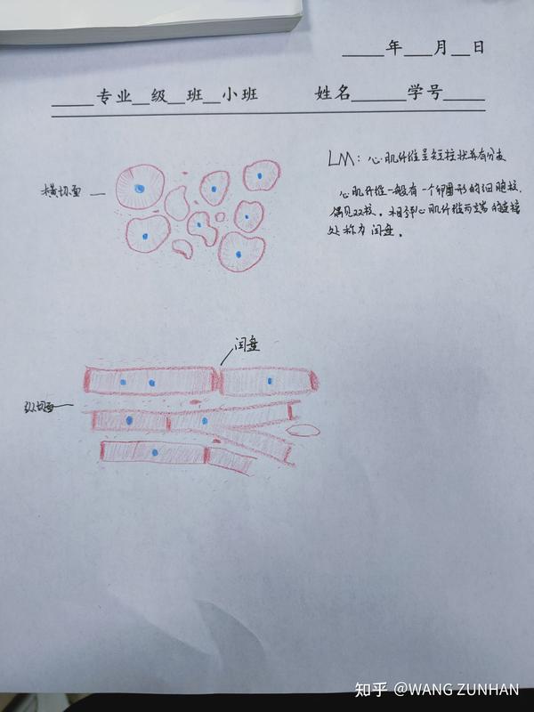 心肌纤维红蓝铅笔手绘