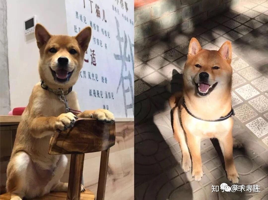 请问我这只柴犬长大后好看吗感觉不怎么好看