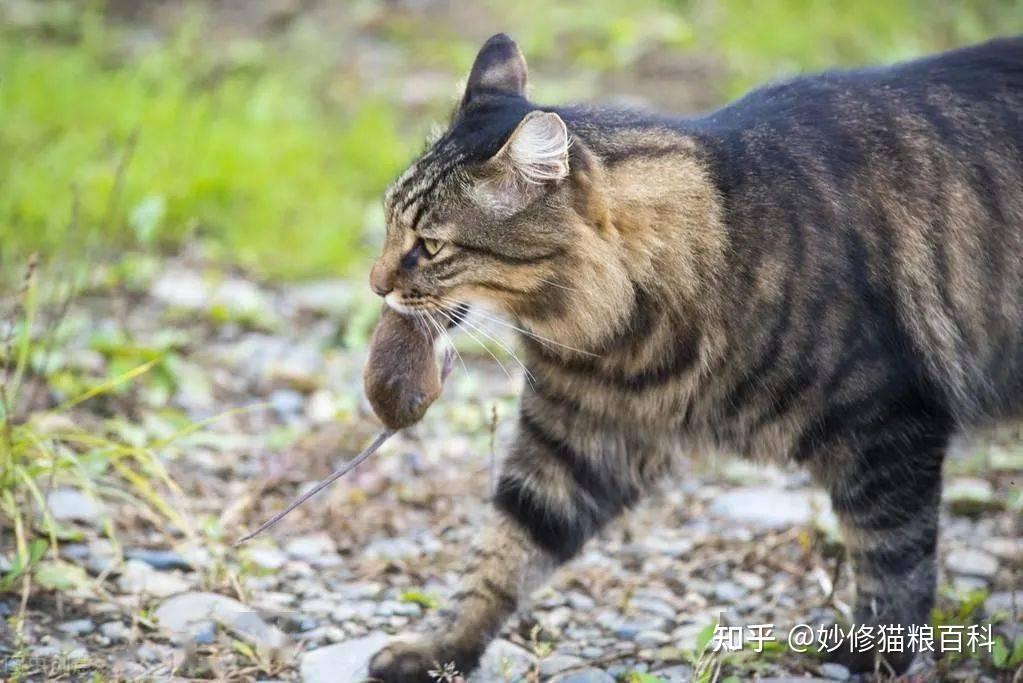 狸花猫捕鼠能力一流,只要有狸花猫在,家里的老鼠,蟑螂等等都会无所