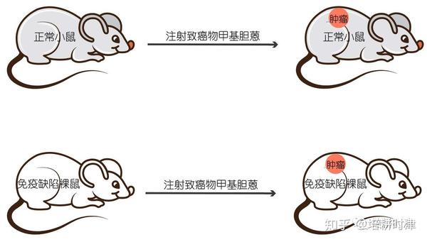 首先用致癌物分别诱导正常小鼠和免疫缺陷小鼠产生肉瘤.