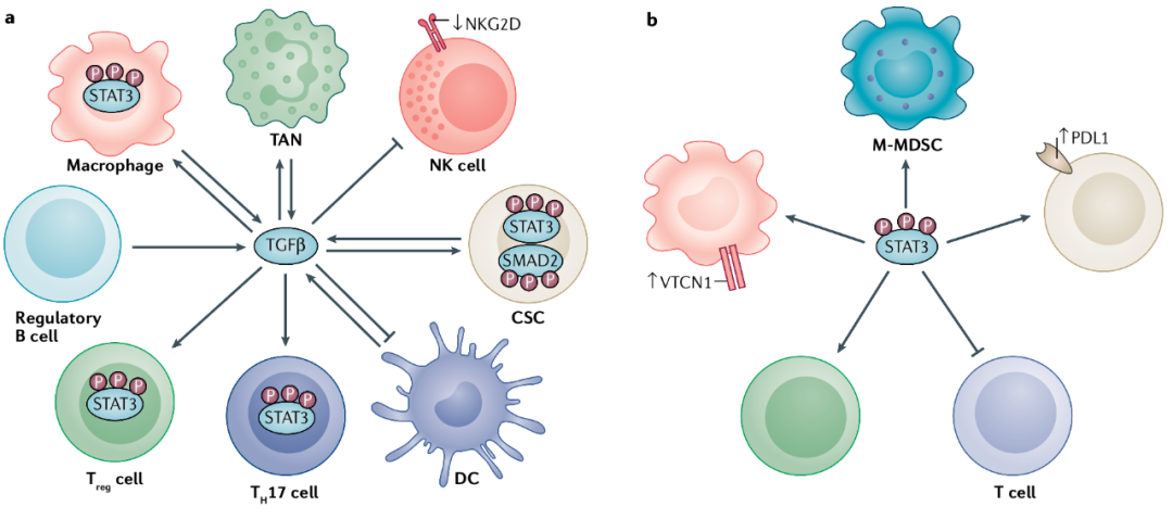 natrev癌症干细胞免疫细胞相互作用与肿瘤进展关系