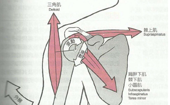 肩袖肌肉的收缩使得肱骨产生向上的滚动和向下的滑动,尤其是冈上肌