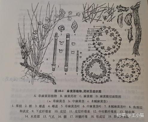 5-10g.老人小孩体虚者用药应使用麻黄绒. 主要出行季节:冬季.