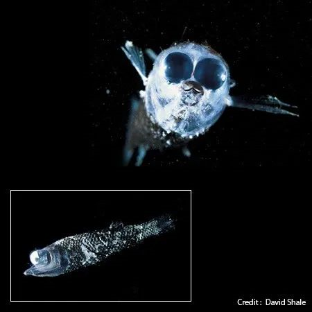 望远冬肛鱼winteria telescopa,水珍鱼目后肛鱼科的小型深海鱼|图片