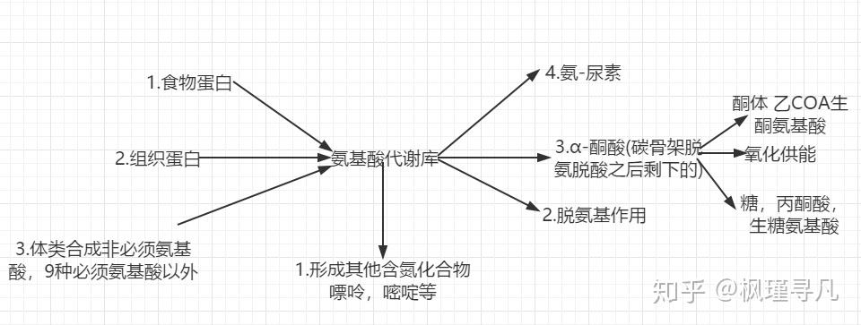 蛋白质非吃不可