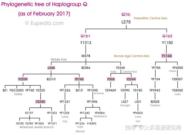 父系单倍群q - 知乎