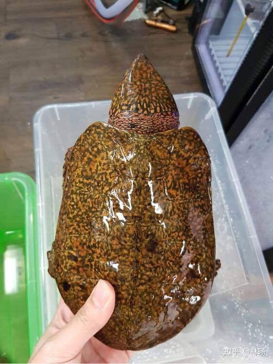 存在于我国的珍惜物种———鹰嘴龟